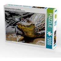 Brillenkaiman (Caiman crocodilus) (Puzzle) von Calvendo Puzzle