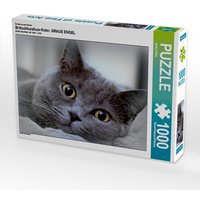 Britischkurzhaar-Kater. Ein Motiv aus dem Kalender GRAUE ENGEL (Puzzle) von Calvendo Puzzle