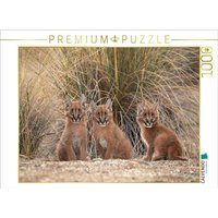 CALVENDO Puzzle 3 kleine Karakale 1000 Teile Lege-Größe 64x48cm Foto-Puzzle für glückliche Stunden von CALVENDO Verlag GmbH