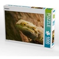 CALVENDO Puzzle Bartagame 1000 Teile Lege-Größe 64 x 48 cm Foto-Puzzle Bild von Kattobello von xxx