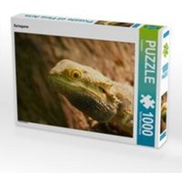 CALVENDO Puzzle Bartagame 1000 Teile Lege-Größe 64 x 48 cm Foto-Puzzle Bild von Kattobello CALVENDO Puzzle Bartagame 1000 Teile Lege-Größe 64 x 48 cm Foto-Puzzle Bild von Kattobello von Calvendo Puzzle
