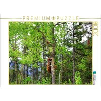 CALVENDO Puzzle Bei Gefahr schickt ein "Cinnamon Bear" sein junges auf den Baum. Waterton Lakes National Park. 2000 Teile Lege-Größe 90x67cm Foto-Pu CALVENDO Puzzle Bei Gefahr schickt ein "Cinnamon Bear" sein junges auf den Baum. Waterton Lakes National Park. 2000 Teile Lege-Größe 90x67cm Foto-Pu von Calvendo Puzzle