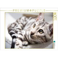 CALVENDO Puzzle Bengal Katerchen Bethari Zenon 1000 Teile Lege-Größe 64x48cm Foto-Puzzle für glückliche Stunden von CALVENDO Verlag GmbH