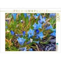CALVENDO Puzzle Blühender Enzian 2000 Teile Lege-Größe 90x67cm Foto-Puzzle für glückliche Stunden von CALVENDO Verlag GmbH