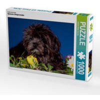 CALVENDO Puzzle Bolonka Welpenstube 1000 Teile Lege-Größe 64 x 48 cm Foto-Puzzle Bild von Gabriela Wejat-Zaretzke von Calvendo Puzzle