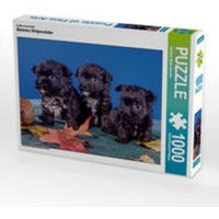 CALVENDO Puzzle Bolonka Welpenstube 1000 Teile Lege-Größe 64 x 48 cm Foto-Puzzle Bild von Gabriela Wejat-Zaretzke von Calvendo Puzzle