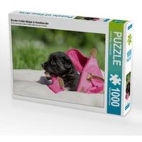 CALVENDO Puzzle Border Collie Welpe in Handtasche 1000 Teile Lege-Größe 64 x 48 cm Foto-Puzzle Bild von Andrea Mayer Tierfotografie von Calvendo