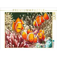 CALVENDO Puzzle Bunte Clownfisch Entdecker 1000 Teile Lege-Größe 64x48cm Foto-Puzzle für glückliche Stunden von Calvendo Puzzle