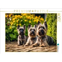 CALVENDO Puzzle Cairn Terrier - lustige Raubein Schottland 2000 Teile Lege-Größe 90x67cm Foto-Puzzle für glückliche Stunden CALVENDO Puzzle Cairn Terrier - lustige Raubein Schottland 2000 Teile Lege-Größe 90x67cm Foto-Puzzle für glückliche Stunden von Calvendo Puzzle