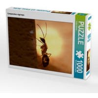 CALVENDO Puzzle Camponotus nigriceps 1000 Teile Lege-Größe 64 x 48 cm Foto-Puzzle Bild von Roland Störmer CALVENDO Puzzle Camponotus nigriceps 1000 Teile Lege-Größe 64 x 48 cm Foto-Puzzle Bild von Roland Störmer von Calvendo Puzzle