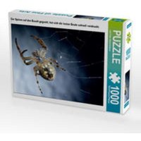 CALVENDO Puzzle Der Spinne auf den Bauch geguckt, hat sich die lecker Beute schnell verdruckt. 1000 Teile Lege-Größe 64 x 48 cm Foto-Puzzle Bild von C CALVENDO Puzzle Der Spinne auf den Bauch geguckt, hat sich die lecker Beute schnell verdruckt. 1000 Teile Lege-Größe 64 x 48 cm Foto-Puzzle Bild von C von CALVENDO Verlag GmbH