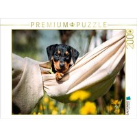 CALVENDO Puzzle Deutscher Pinscher Welpe 2000 Teile Lege-Größe 90x67cm Foto-Puzzle für glückliche Stunden CALVENDO Puzzle Deutscher Pinscher Welpe 2000 Teile Lege-Größe 90x67cm Foto-Puzzle für glückliche Stunden von Calvendo Puzzle