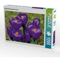 CALVENDO Puzzle Dunkel lila Krokusse (Crocus) 1000 Teile Lege-Größe 64 x 48 cm Foto-Puzzle Bild von kattobello von Calvendo