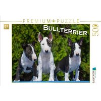 CALVENDO Puzzle Ein Motiv aus dem Kalender Bullterrier 500 Teile Lege-Größe 48 × 36 cm Foto-Puzzle für Erwachsene von Calvendo Puzzle