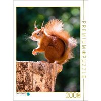 CALVENDO Puzzle Ein Motiv aus dem Kalender Hörnchen aus aller Welt 2000 Teile Lege-Größe 90x67cm Foto-Puzzle für glückliche Stunden von Calvendo Puzzle