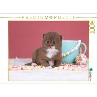 CALVENDO Puzzle Ein Motiv aus dem Kalender Katzenkinder - Britisch Kurzhaar 1000 Teile Lege-Größe 64x48cm Foto-Puzzle für glückliche Stunden von CALVENDO Verlag GmbH