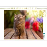 CALVENDO Puzzle Ein Motiv aus dem Kalender Kittens - Britisch Kurzhaar Katzenkinder 1000 Teile Lege-Größe 64x48cm Foto-Puzzle für glückliche Stunden CALVENDO Puzzle Ein Motiv aus dem Kalender Kittens - Britisch Kurzhaar Katzenkinder 1000 Teile Lege-Größe 64x48cm Foto-Puzzle für glückliche Stunden von CALVENDO Verlag GmbH