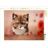 CALVENDO Puzzle Ein Motiv aus dem Kalender Kittens - Britisch Kurzhaar Katzenkinder 1000 Teile Lege-Größe 64x48cm Foto-Puzzle für glückliche Stunden von CALVENDO Verlag GmbH