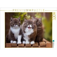 CALVENDO Puzzle Ein Motiv aus dem Kalender Kittens - Britisch Kurzhaar Katzenkinder 1000 Teile Lege-Größe 64x48cm Foto-Puzzle für glückliche Stunden von CALVENDO Verlag GmbH