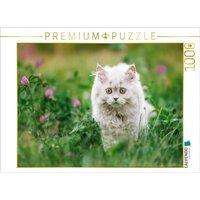 CALVENDO Puzzle Ein Motiv aus dem Kalender Kittens - Britisch Kurzhaar Katzenkinder 1000 Teile Lege-Größe 64x48cm Foto-Puzzle für glückliche Stunden CALVENDO Puzzle Ein Motiv aus dem Kalender Kittens - Britisch Kurzhaar Katzenkinder 1000 Teile Lege-Größe 64x48cm Foto-Puzzle für glückliche Stunden von CALVENDO Verlag GmbH