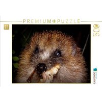 CALVENDO Puzzle Ein Motiv aus dem Kalender " Meine Igel" 500 Teile Lege-Größe 48 × 36 cm Foto-Puzzle für Erwachsene von Calvendo Puzzle