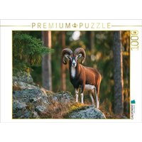 CALVENDO Puzzle Ein stolzes Mufflon steht auf einem Felsen im Wald und wird vom warmen Licht der Abendsonne beleuchtet, Tierpuzzle 1000 Teile Lege-Größe 64x48cm Foto-Puzzle für glückliche Stunden von Calvendo Puzzle