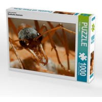 CALVENDO Puzzle Exotische Ameisen 1000 Teile Lege-Größe 64 x 48 cm Foto-Puzzle Bild von Roland Störmer CALVENDO Puzzle Exotische Ameisen 1000 Teile Lege-Größe 64 x 48 cm Foto-Puzzle Bild von Roland Störmer von Calvendo Puzzle