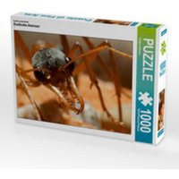 CALVENDO Puzzle Exotische Ameisen 1000 Teile Lege-Größe 64 x 48 cm Foto-Puzzle Bild von Roland Störmer von CALVENDO Verlag GmbH