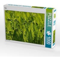 CALVENDO Puzzle Farn 1000 Teile Lege-Größe 64 x 48 cm Foto-Puzzle Bild von kattobello CALVENDO Puzzle Farn 1000 Teile Lege-Größe 64 x 48 cm Foto-Puzzle Bild von kattobello von Calvendo Puzzle