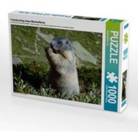 CALVENDO Puzzle Fotoshooting eines Murmeltieres 1000 Teile Lege-Größe 64 x 48 cm Foto-Puzzle Bild von Susan Michel / CH von Calvendo Puzzle