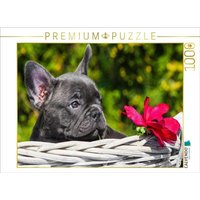 CALVENDO Puzzle Französische Bulldogge Welpe 1000 Teile Lege-Größe 64x48cm Foto-Puzzle für glückliche Stunden von CALVENDO Verlag GmbH