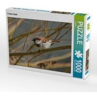 CALVENDO Puzzle Frecher Spatz 1000 Teile Lege-Größe 64 x 48 cm Foto-Puzzle Bild von kattobello CALVENDO Puzzle Frecher Spatz 1000 Teile Lege-Größe 64 x 48 cm Foto-Puzzle Bild von kattobello von CALVENDO Verlag GmbH