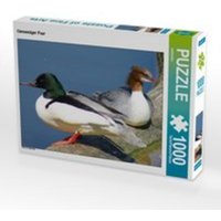 CALVENDO Puzzle Gänsesäger Paar 1000 Teile Lege-Größe 64 x 48 cm Foto-Puzzle Bild von kattobello von Calvendo Puzzle