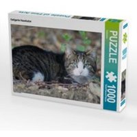 CALVENDO Puzzle Getigerte Hauskatze, Lege-Größe 64 x 48 cm Foto-Puzzle Bild von Kattobello von Calvendo Puzzle