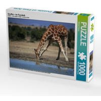 CALVENDO Puzzle Giraffen - Im Flussbett 1000 Teile Lege-Größe 64 x 48 cm Foto-Puzzle Bild von Michael Herzog von Calvendo Puzzle