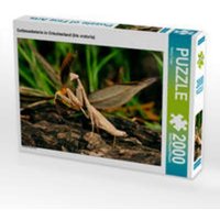 CALVENDO Puzzle Gottesanbeterin in Griechenland (Iris oratoria) 2000 Teile Lege-Größe 90 × 67 cm Foto-Puzzle für glückliche Stunden von Calvendo Puzzle