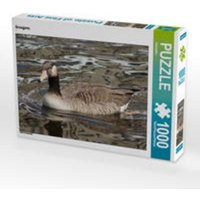 CALVENDO Puzzle Graugans 1000 Teile Lege-Größe 64 x 48 cm Foto-Puzzle Bild von Kattobello CALVENDO Puzzle Graugans 1000 Teile Lege-Größe 64 x 48 cm Foto-Puzzle Bild von Kattobello von Calvendo Puzzle