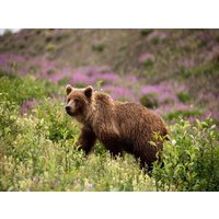 CALVENDO Puzzle Grizzlybär 2000 Teile Lege-Größe 90 × 67 cm Foto-Puzzle für glückliche Stunden CALVENDO Puzzle Grizzlybär 2000 Teile Lege-Größe 90 × 67 cm Foto-Puzzle für glückliche Stunden von CALVENDO Verlag GmbH