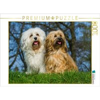 CALVENDO Puzzle Havaneser - Rüde und Hündin 1000 Teile Lege-Größe 64x48cm Foto-Puzzle für glückliche Stunden von CALVENDO Verlag GmbH