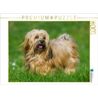CALVENDO Puzzle Havaneser - ein Herz auf 4 Pfoten 1000 Teile Lege-Größe 64x48cm Foto-Puzzle für glückliche Stunden von CALVENDO Verlag GmbH