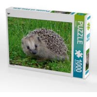 CALVENDO Puzzle Igel 1000 Teile Lege-Größe 64 x 48 cm Foto-Puzzle Bild von Kattobello CALVENDO Puzzle Igel 1000 Teile Lege-Größe 64 x 48 cm Foto-Puzzle Bild von Kattobello von Calvendo Puzzle