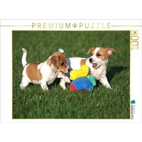 CALVENDO Puzzle Jack Russel Welpen 1000 Teile Lege-Größe 64x48cm Foto-Puzzle für glückliche Stunden von CALVENDO Verlag GmbH