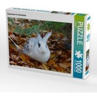 CALVENDO Puzzle Kaninchen im Herbstlaub 1000 Teile Lege-Größe 64 x 48 cm Foto-Puzzle Bild von Kattobello CALVENDO Puzzle Kaninchen im Herbstlaub 1000 Teile Lege-Größe 64 x 48 cm Foto-Puzzle Bild von Kattobello von Calvendo Puzzle