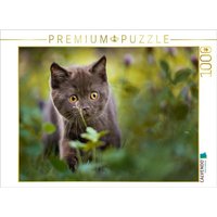 CALVENDO Puzzle Kleiner Britisch Kurzhaar Kater im Klee 1000 Teile Lege-Größe 64x48cm Foto-Puzzle für glückliche Stunden CALVENDO Puzzle Kleiner Britisch Kurzhaar Kater im Klee 1000 Teile Lege-Größe 64x48cm Foto-Puzzle für glückliche Stunden von CALVENDO Verlag GmbH