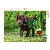 CALVENDO Puzzle Labrador Retriever - Kleiner Rosenkavalier 1000 Teile Lege-Größe 64x48cm Foto-Puzzle für glückliche Stunden CALVENDO Puzzle Labrador Retriever - Kleiner Rosenkavalier 1000 Teile Lege-Größe 64x48cm Foto-Puzzle für glückliche Stunden von CALVENDO Verlag GmbH