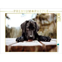 CALVENDO Puzzle Labrador Welpe 1000 Teile Lege-Größe 64x48cm Foto-Puzzle für glückliche Stunden CALVENDO Puzzle Labrador Welpe 1000 Teile Lege-Größe 64x48cm Foto-Puzzle für glückliche Stunden von Calvendo Puzzle