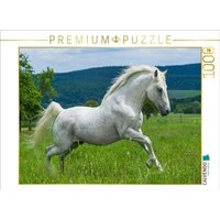 CALVENDO Puzzle Lipizzaner Hengst Pluto Darina 1000 Teile Lege-Größe 64x48cm Foto-Puzzle für glückliche Stunden von CALVENDO Verlag GmbH