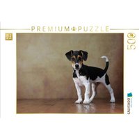 CALVENDO Puzzle Liu - Jack Russell Terrier, 10 Wochen 500 Teile Lege-Größe 48 × 36 cm Foto-Puzzle für Erwachsene von Calvendo Puzzle