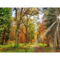 CALVENDO Puzzle Märchenhafter Wald mit knorrigen Eichen im Herbstlicht lädt zum Wandern ein, Hessen Deutschland 1000 Teile Lege-Größe 64x48cm Foto-P von Calvendo Puzzle