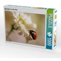 CALVENDO Puzzle Marienkäfer an weißer Blüte 1000 Teile Lege-Größe 64 x 48 cm Foto-Puzzle Bild von Ulrike Adam von Calvendo Puzzle